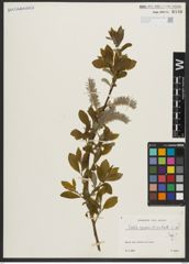 Foto von Salix appendiculata Vill.